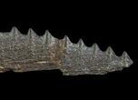 Cretaceous Swordfish (Protosphyraena) Pectoral Fin - Kansas #64318-4